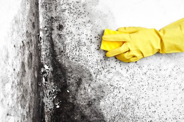 Best Crawl Space Mold Remediation in Benton Heights, MI