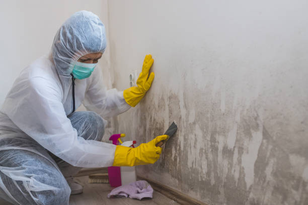 Best Attic Mold Remediation in Benton Heights, MI