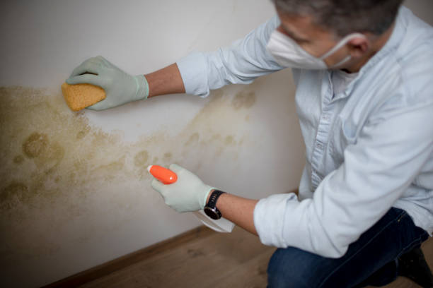 Best Commercial Mold Remediation in Benton Heights, MI