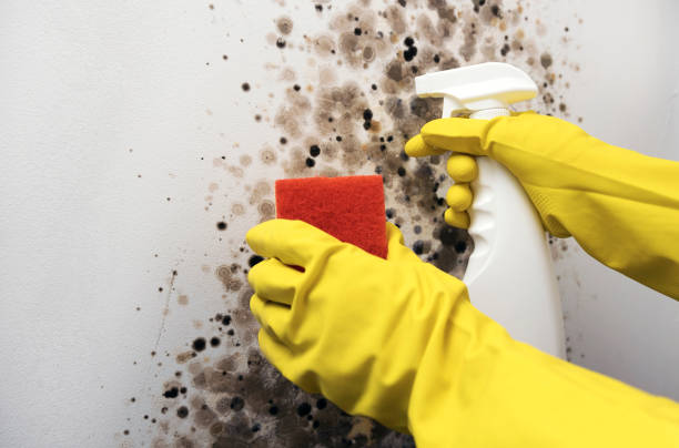 Best White Mold Remediation in Benton Heights, MI