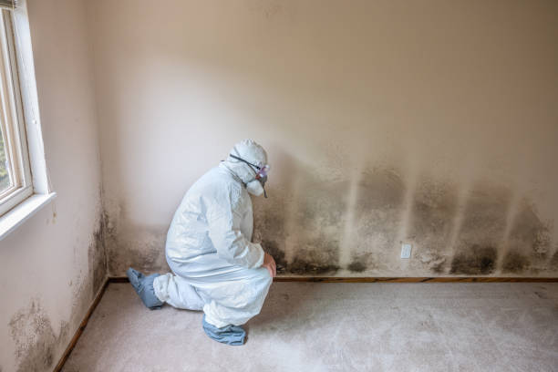 Best Bathroom Mold Remediation in Benton Heights, MI
