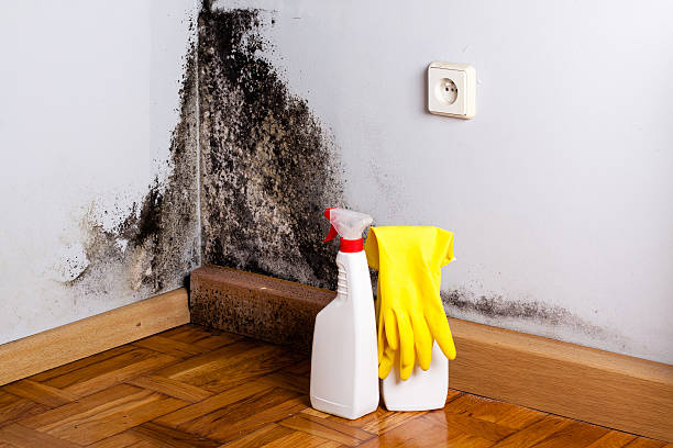 Best Industrial Mold Remediation in Benton Heights, MI