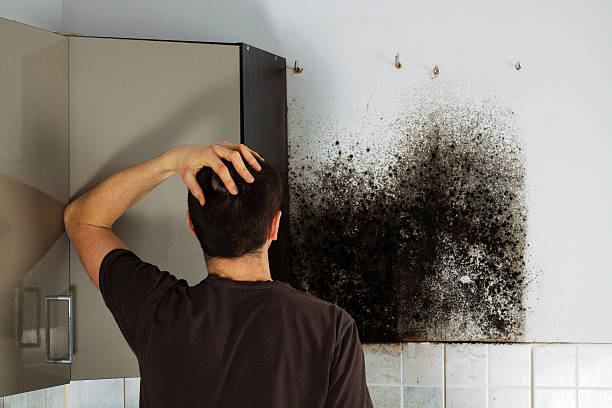 Best White Mold Remediation in Benton Heights, MI
