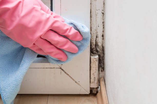 Best Post-Flood Mold Remediation in Benton Heights, MI