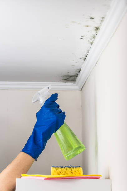 Best Localized Mold Remediation (e.g., coastal areas, humid climates) in Benton Heights, MI